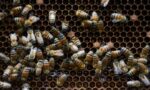 Abejas, más que simples productoras de miel