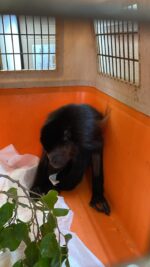 AZCARM: La muerte de primates en Tabasco y Chiapas podría estar relacionada con factores adicionales exacerbados por las olas de calor AZCARM: La muerte de primates en Tabasco y Chiapas podría estar relacionada con factores adicionales exacerbados por las olas de calor