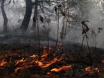 Así dañan incendios forestales el suelo, clave en recuperación de bosques