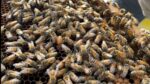 Abejas amenazadas: si se extinguen el 90% de los alimentos lo hacen con ellas