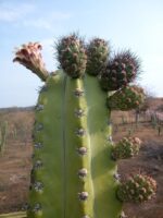 La pitaya: delicia de la flora mexicana y sustento de hogares campesinos