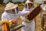 Presenta Agricultura protocolo para reducir accidentes por picaduras y conservar población de abejas melíferas
