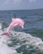 El extraordinario delfín rosa de Mazatlán