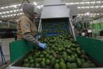 Exportación de aguacate michoacano se normalizará este lunes: AMLO
