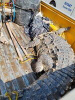 Capturan cocodrilo gigante en Navolato