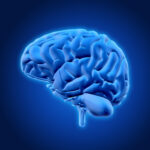 Científicos demuestran que el cerebro puede rejuvenecer