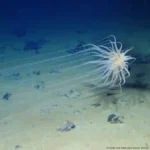 “Oxígeno negro” desafía teoría sobre los orígenes de la vida