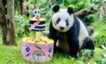 Celebran 34 años de vida de Xin Xin, la única panda gigante en Latam