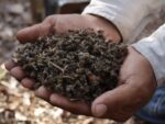 Apicultores declaran emergencia en Yucatán por muertes masivas de abejas