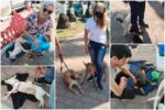 Ecología podría alcanzar cifrar record en programa de esterilización de perros y gatos este año