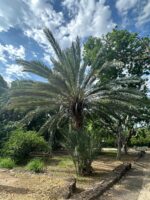 Conoce el “Árbol de la Vida” en el Jardín Botánico Culiacán, la palma datilera