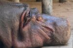 Fallece Kathie, la icónica hipopótamo del Zoológico de Culiacán, a los 50 años