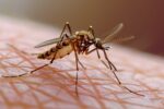 ¿Por qué se celebra el Día Mundial del mosquito?
