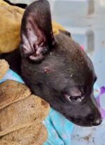 Ecología continúa con el rescate de fauna doméstica en el basurón municipal