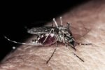 Llaman a eliminar los criaderos de larvas del mosquito transmisor del dengue