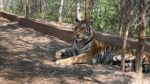Tigresa rescatada en Sinaloa está en cuarentena recuperándose en el Santuario Ostok