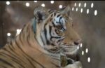 “Tita” está a salvo: Tigre de bengala es atendido por veterinarios especialistas