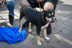 Esterilización de perros y gatos llega a la Feria del Bienestar