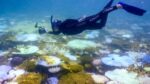 Corales de la Gran Barrera están muriendo por blanqueamiento y ciclones