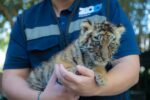 Zoológico de Culiacán celebra nacimiento de nuevo integrante: tigre de bengala