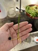 Logran cultivo in vitro de Sabal mexicana, especie de palma que fue un valioso recurso para la cultura Maya