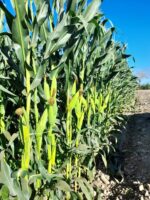 La falta de agua es la principal preocupación para los cultivos del maíz: informa Presidente de la AARC