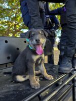 “Chase” fue rescatado con ayuda de maquinaria; en un acto de amor, policías de la SSPyTM lo adoptan