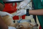 El Sistema de Farmacovigilancia de productos veterinarios busca ofrecer mayores garantías sobre la eficacia, calidad y seguridad de los medicamentos
