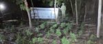 Grupo Interinstitucional localizó y erradicó un plantío de marihuana en el municipio de Elota
