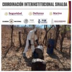 Grupo Interinstitucional localiza y destruye plantío de marihuana en Cosalá Grupo Interinstitucional localiza y destruye plantío de marihuana en Cosalá