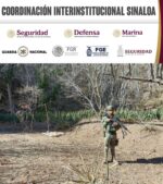 Grupo Interinstitucional asegura y destruye secadero de marihuana en Cosalá