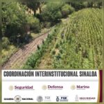 En Culiacán, Grupo Interinstitucional localiza y destruye plantío de marihuana En Culiacán, Grupo Interinstitucional localiza y destruye plantío de marihuana