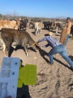 México responsabiliza a Estados Unidos por avance del gusano barrenador; Sinaloa se declara libre de casos México responsabiliza a Estados Unidos por avance del gusano barrenador; Sinaloa se declara libre de casos