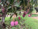 Productores de mango en Sinaloa descartan amenaza de aranceles de Estados Unidos