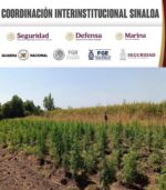 Grupo Interinstitucional asegura plantío y secadero de marihuana en Mocorito Grupo Interinstitucional asegura plantío y secadero de marihuana en Mocorito