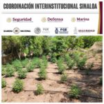 Grupo interinstitucional asegura en Culiacán 2 áreas de concentración de sustancias químicas, un laboratorio inactivo y un plantío de marihuana Grupo interinstitucional asegura en Culiacán 2 áreas de concentración de sustancias químicas, un laboratorio inactivo y un plantío de marihuana