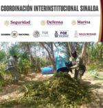 En Culiacán, el Grupo Interinstitucional asegura y desmantela un secadero de marihuana