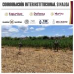 Grupo Interinstitucional asegura un plantío de marihuana en Culiacán