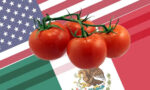 Arancel al tomate mexicano pondría en riesgo más de 3 mil millones de dólares en exportación, informan desde Congreso