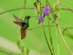 Colibrí: el corazón más rápido del mundo