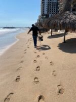 Ecología y Medio Ambiente turna a PROFEPA el caso del pelícano lastimado en playa de Camarón Sábalo