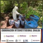 Grupo Interinstitucional asegura y destruye cuatro áreas de concentración para la elaboración de drogas en Culiacán y Cosalá