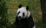 Xin Xin, panda gigante mexicana, cumple 35 años
