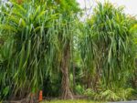 Conoce Pandanus, los árboles que caminan del Jardín Botánico Culiacán