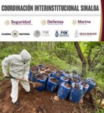 En Cosalá y Culiacán, Grupo Interinstitucional asegura y destruye dos áreas de concentración para la elaboración de drogas y 70 kilogramos de marihuana