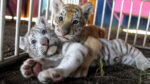 Invita Zoológico de Culiacán a dar la bienvenida a los nuevos cuatro cachorros de Tigre de Bengala