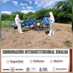 En Culiacán y Cosalá, el Grupo Interinstitucional asegura y destruye 7 áreas de concentración de materiales químicos y un plantío de marihuana