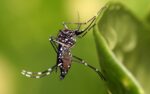 Investigadores buscan mejorar el diagnóstico de enfermedades virales como dengue y zika