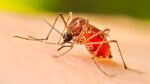 Agosto y septiembre registrarán un aumento considerable en población de mosquitos en Sinaloa