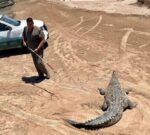 Durante temporada de lluvias, cocodrilos han permanecido en su hábitat y sin riesgo para la población: PC Culiacán